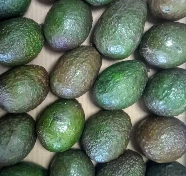 Avocado BIO SICILIA 1pz - immagine 2