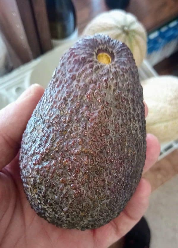 Avocado BIO SICILIA 1pz